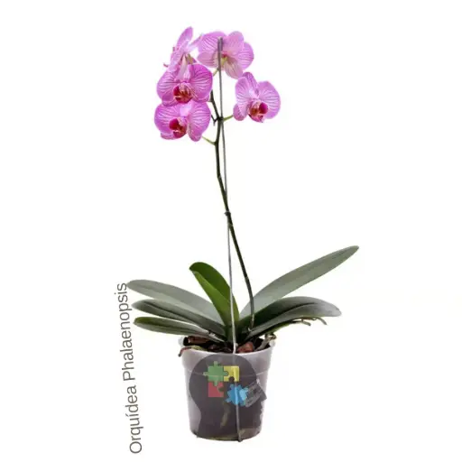 Phalaenopsis (Phalaenopsis spp)