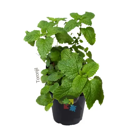 [077] Toronjil (Melissa officinalis)