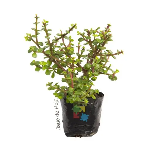 Jade de hoja (Portulacaria afra)