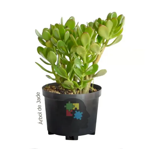 Árbol de Jade (Crassula ovata)