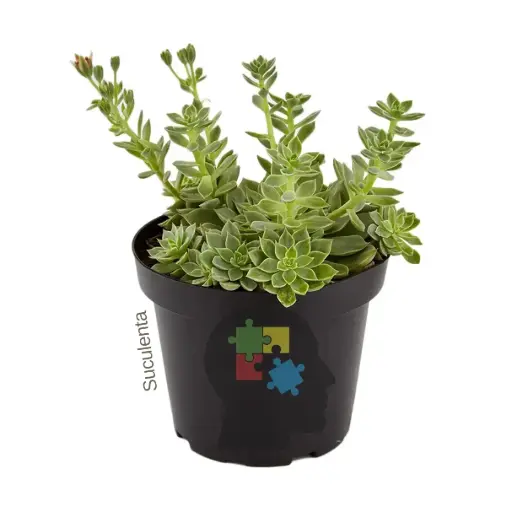 Sedo (Sedum palmeri)