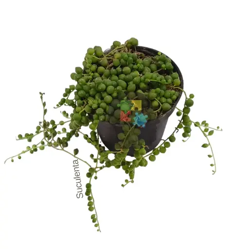 Camándula (Curio rowleyanus)