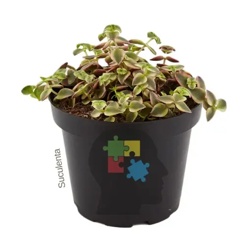 Crasula corazón (Crassula pellucida)