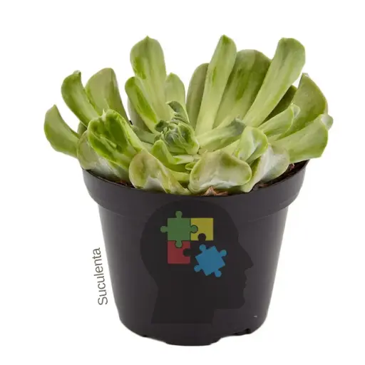 Echeveria (Echeveria runyonii)