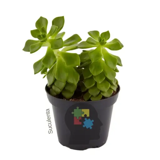 Aeonio (aeonium puberulum )