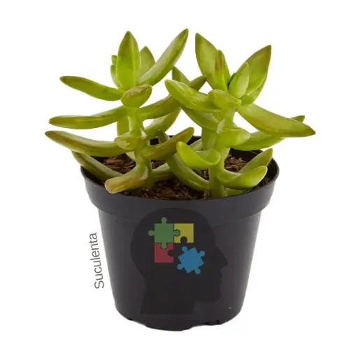 Sedo dorado (sedum nussbaumerianum)