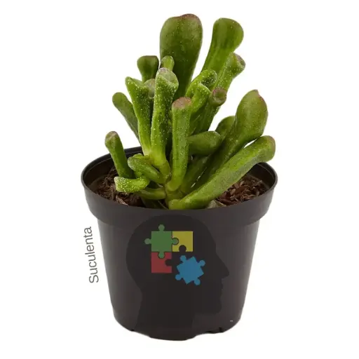 orejas de sherk (Crassula ovata)