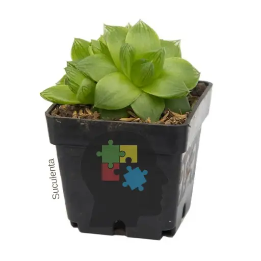 Estrella ventana (haworthia cuspidata)