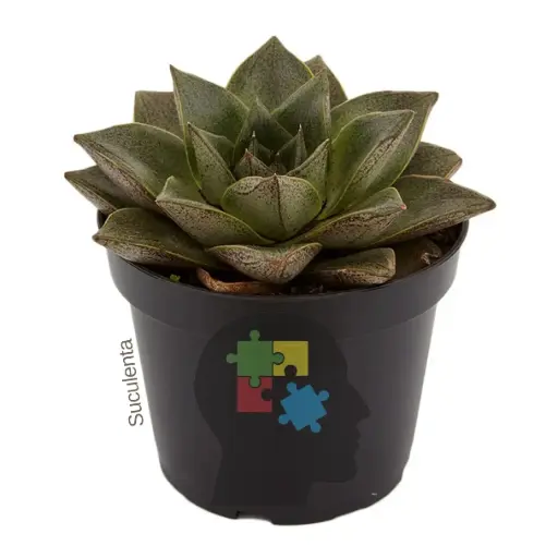 Echeveria (Echeveria purpusorum)