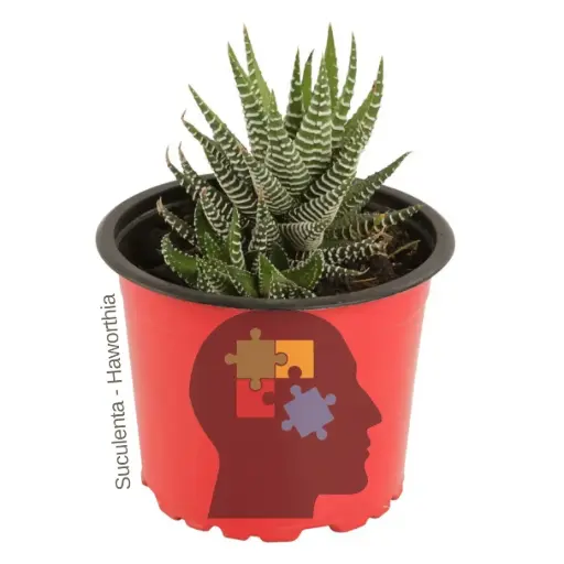 Cebra (Haworthiopsis fasciata)