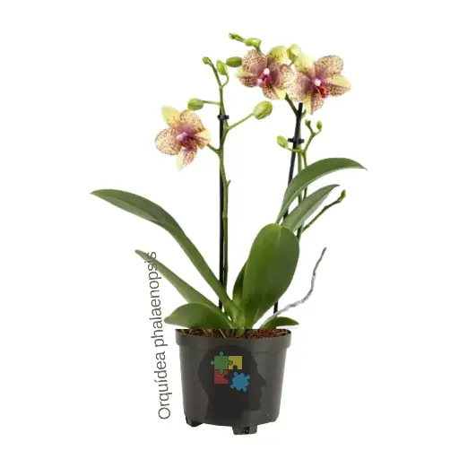 [002] Orquídea #2