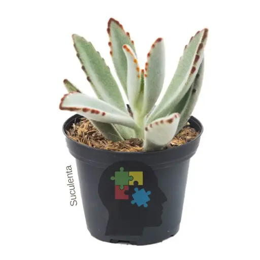 Oreja de gato (Kalanchoe tomentosa)