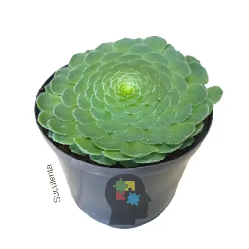 Rosa de jerico (Aeonium tabuliforme)