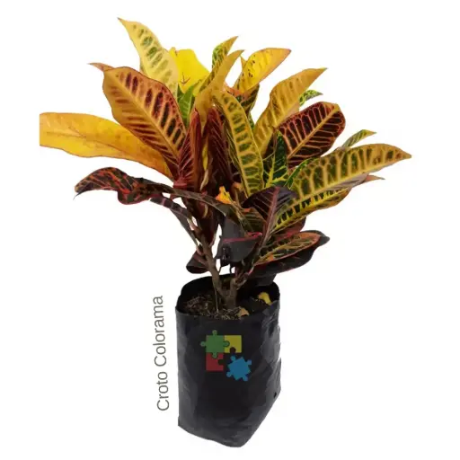 crotón 'Petra'(Codiaeum variegatum)