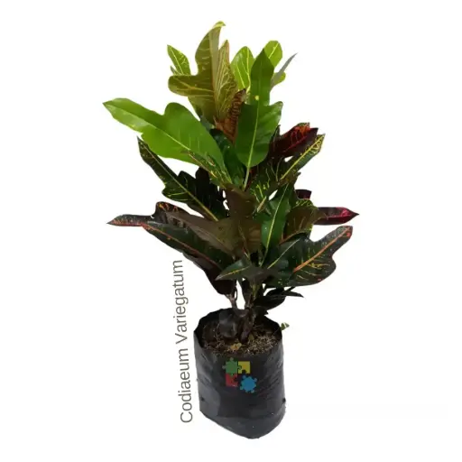 crotón (Codiaeum variegatum)