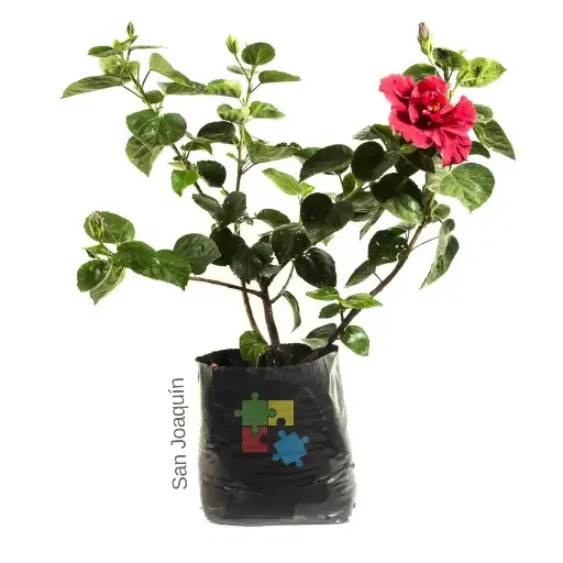 [012] San Joaquín (Hibiscus rosa-sinensis)