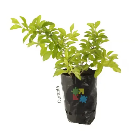 duranta (Duranta erecta)