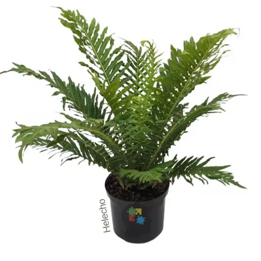 Helecho (Blechnum gibbum)