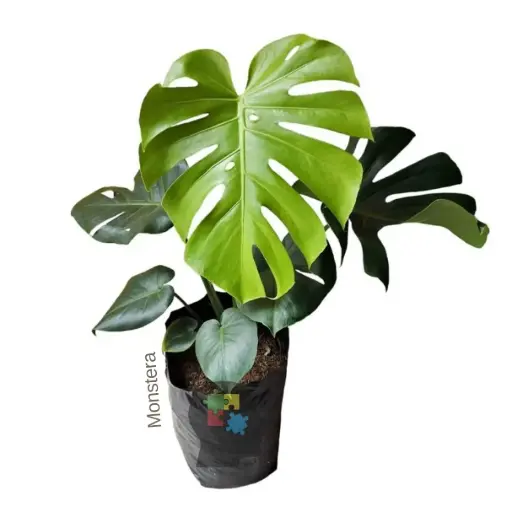 Costilla de Adan (Monstera deliciosa)