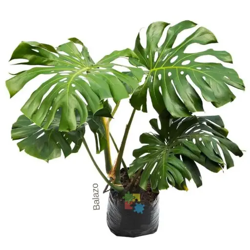 Balazo (Monstera deliciosa)