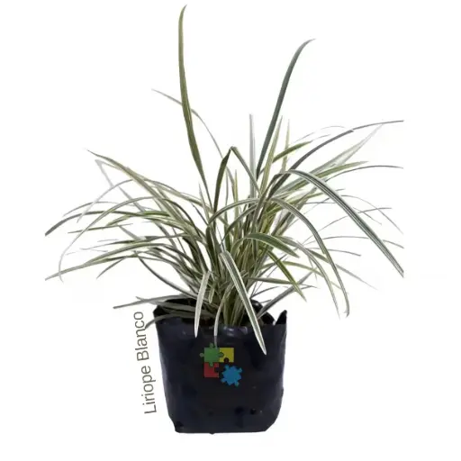 Lirio blanco (liriope muscari variegata)