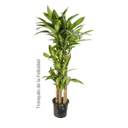 Tronquito de la felicidad (Dracaena fragrans)