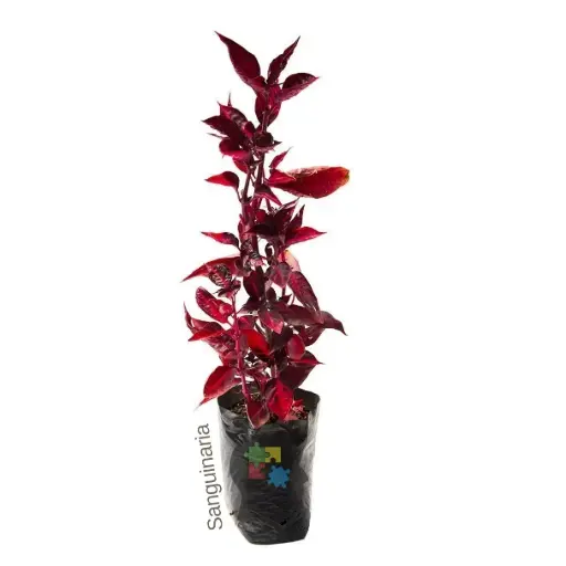 Sanguinaria (Iresine herbstii)