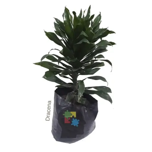 Dracena (Dracaena fragrans)