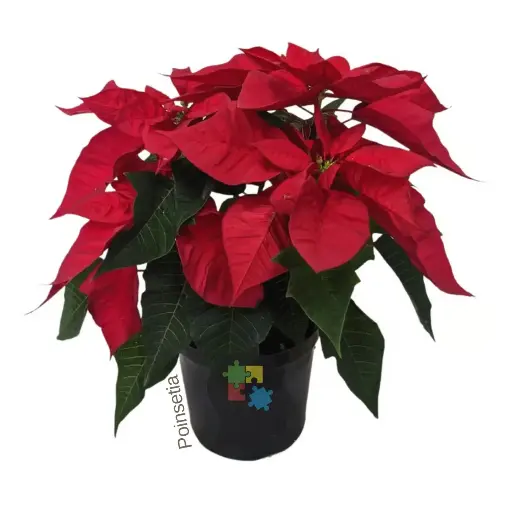 [029] Poinsettia (Euphorbia pulcherrima)