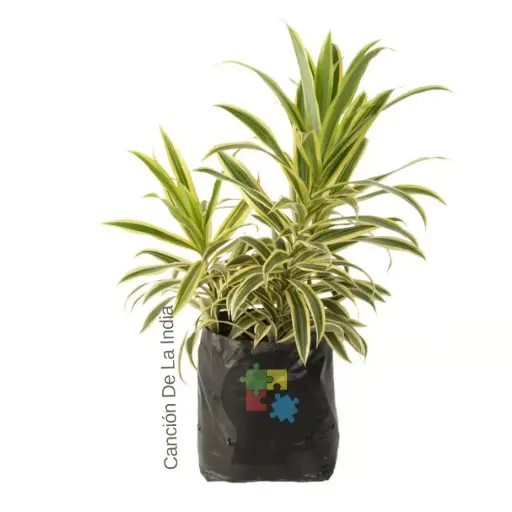 Cancion de la india (Dracaena reflexa)