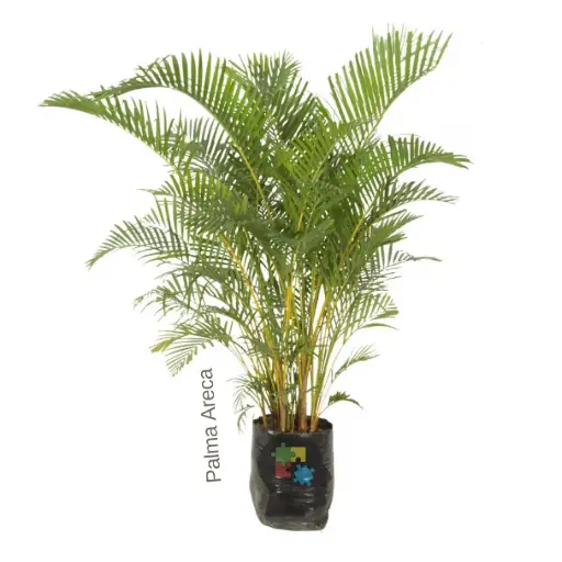 Palma areca (Dypsis lutescens.)