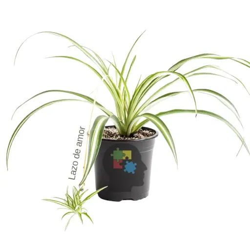 Lazo de amor (Chlorophytum comosum)
