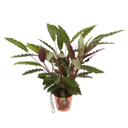 Calanthea (calathea wavestar)
