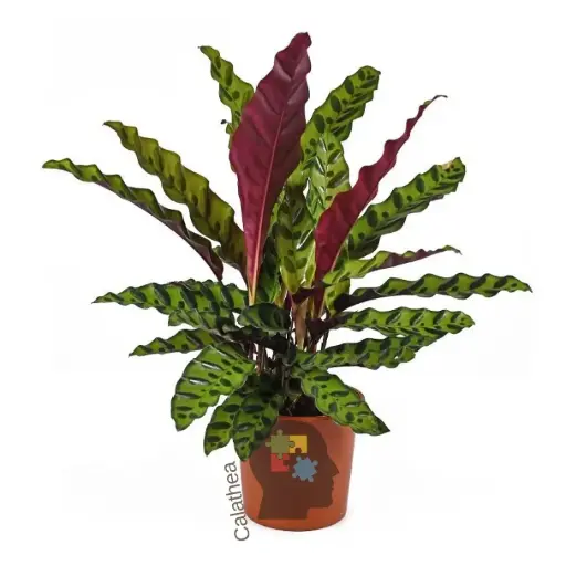Calathea (Goeppertia insignis)