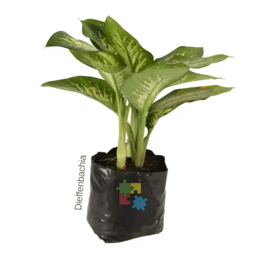 dieffenbachia (Dieffenbachia)