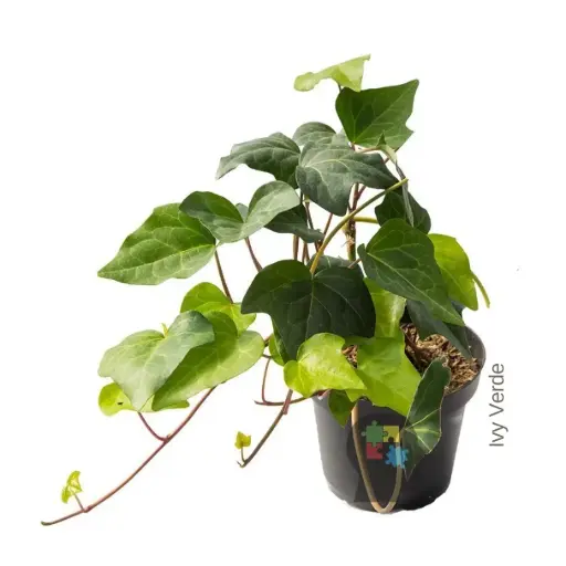 hiedra común (Hedera helix)