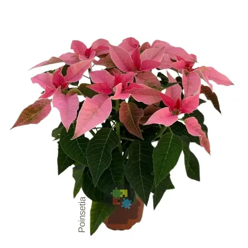 [030] Princettia  (Euphorbia pulcherrima)