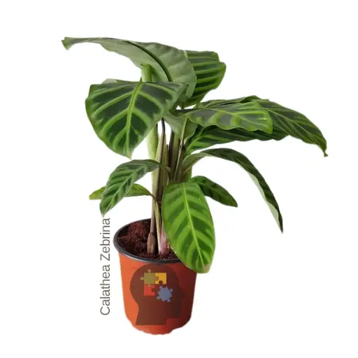 Calantea  cebra (Calathea Zebrina)