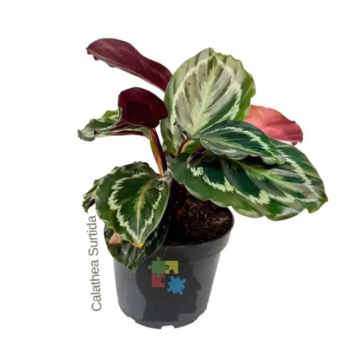 Calathea (Calathea veitchiana)