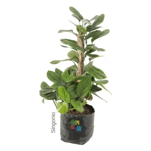 Singonio (Syngonium)