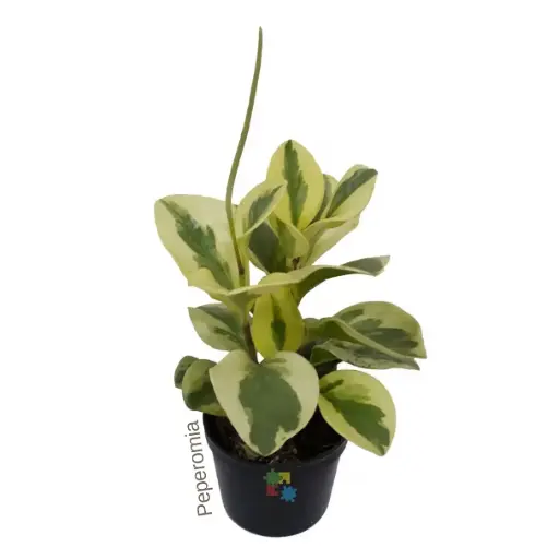 Peperomia (Peperomia obtusifolia 'Variegata')