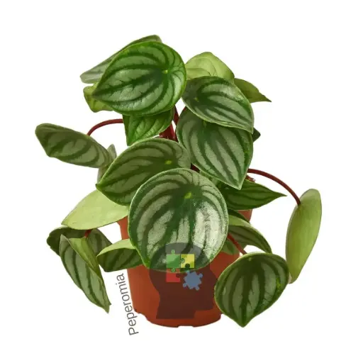 Peperomia (Peperomia argyreia)