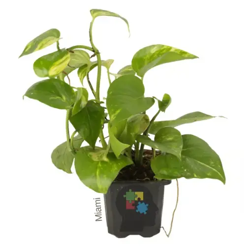 poto dorado (Epipremnum aureum)