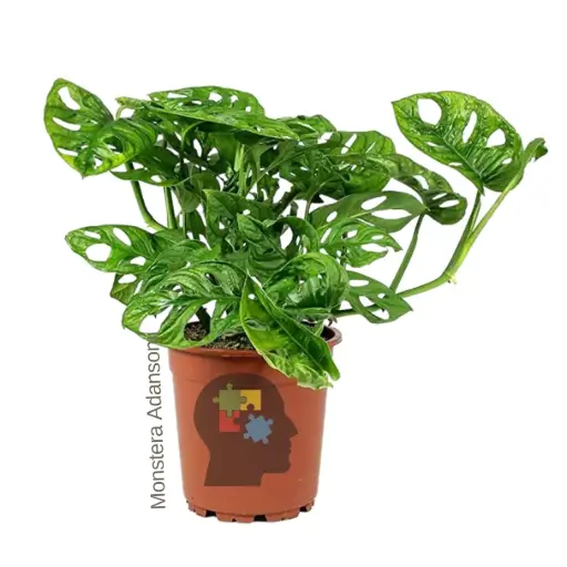 Mostera (Monstera adansonii.)