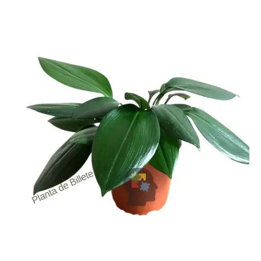 Billete (Urceolina amazonica)