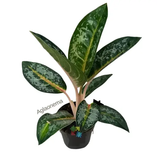 Aglaonema (aglaonema orange flame)