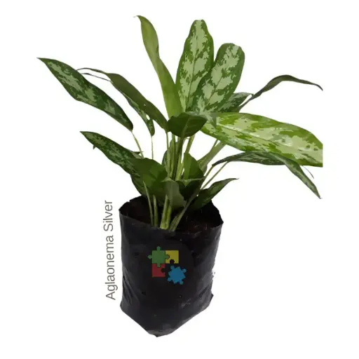 Aglaonema (Aglaonema Silve)