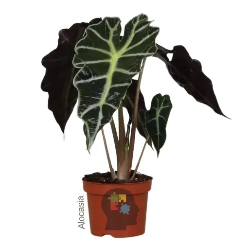 Alocasia (Alocasia Polly)