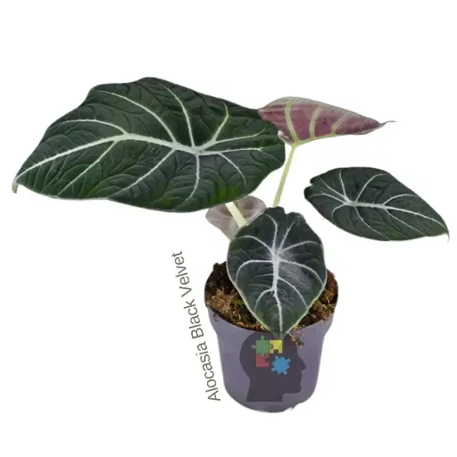 Alocasia Black Velvet ( Alocasia reginula).
