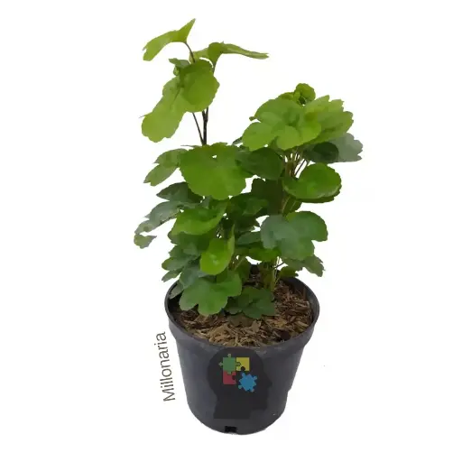 [086] Millonaria (Polyscias scutellaria)